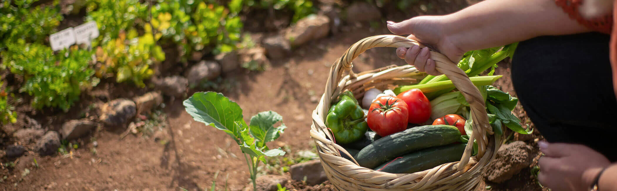 Podcast - Gartentipps - Querformat - Radio Holiday